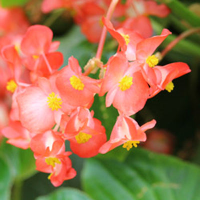 Why Is Deadheading Your Flowers Important?