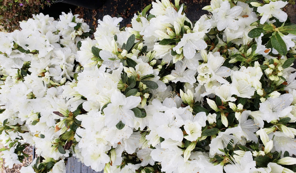 Azaleas – A Landscape Favorite