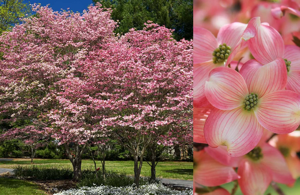 Cherokee brave dogwood tree sales