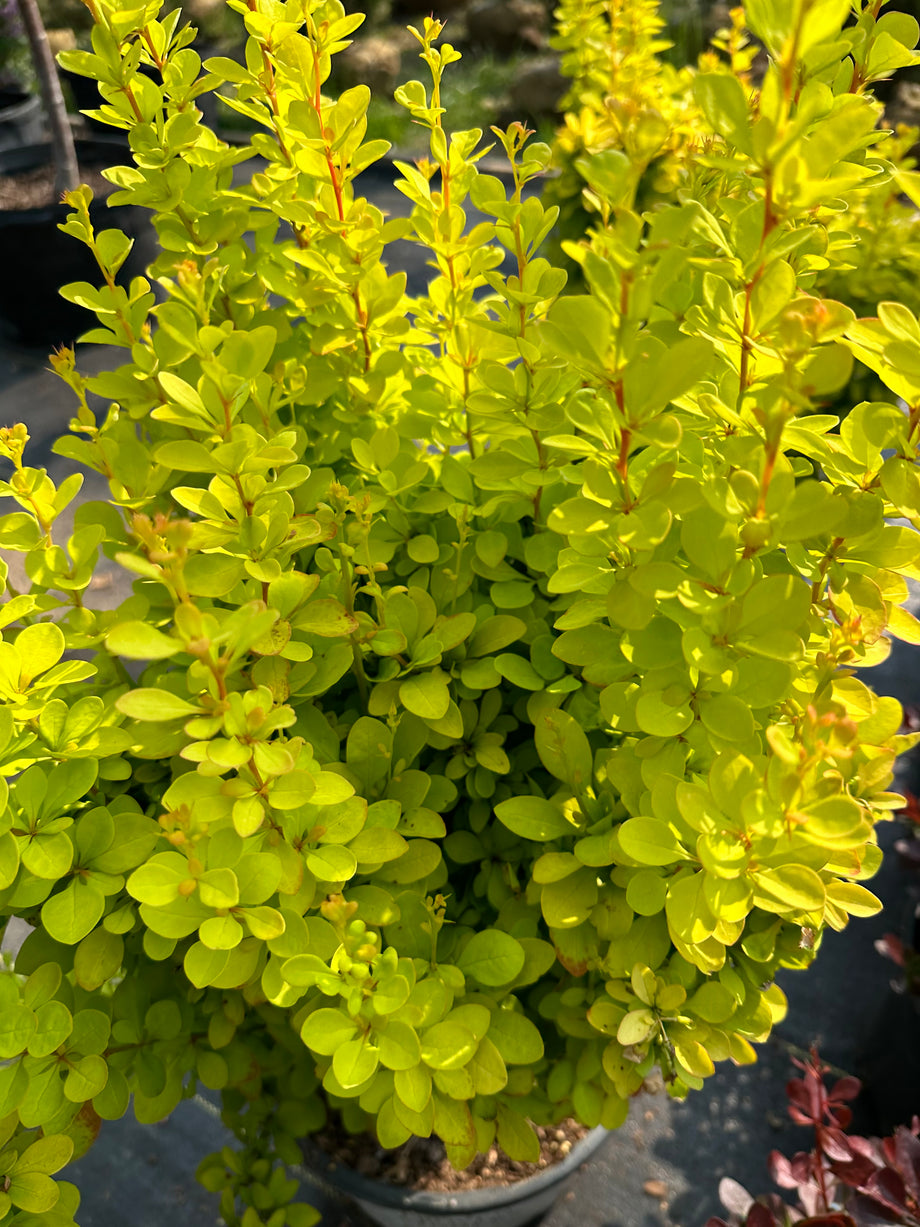 Hydrangea, Oakleaf #5 – Mulder's Nursery LLC