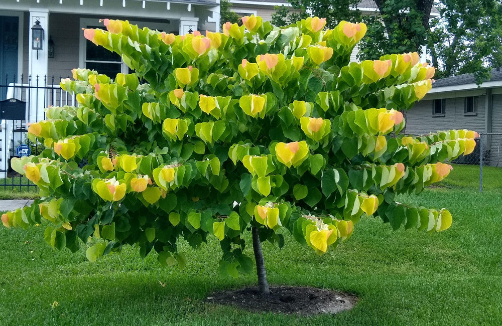 Redbud, Rising Sun #3 – Mulder&rsquo;s Nursery LLC
