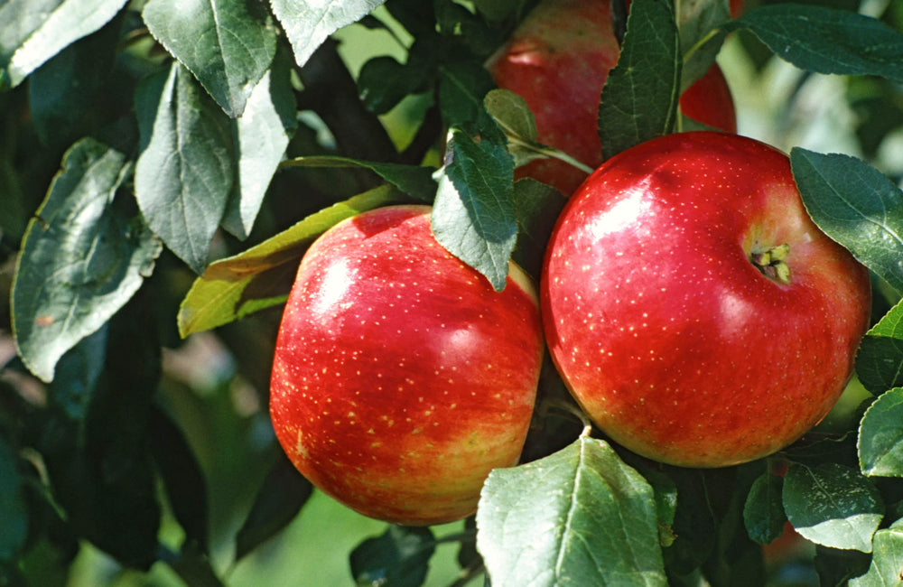 Apple Tree, 'Honeycrisp' - DeGroot