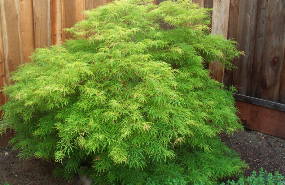 Japanese Maple, Green Laceleaf $299.99 – Mulder's Nursery LLC